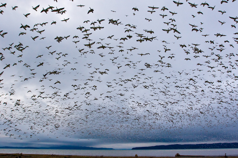 Snow Geese In Flight